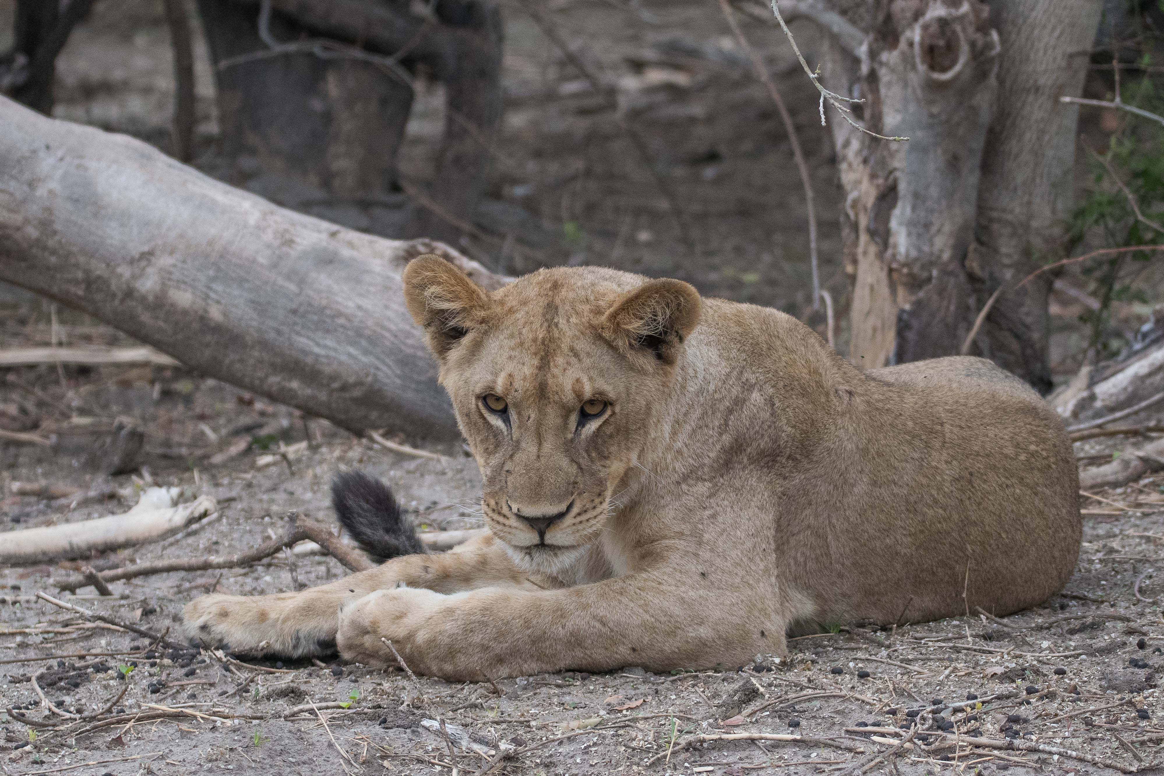 Lionne d'Afrique (Lioness, Panthera leo), jeune femelle âgée d'environ 3 ans, Chobe National Park, Botswana.
